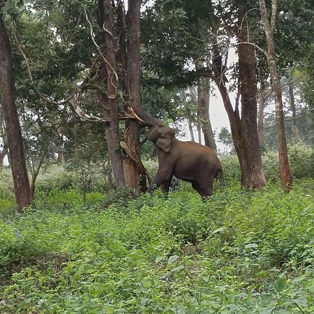Kuruva Shoreline Wayanad Chegāt Exteriér fotografie