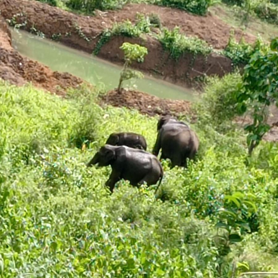 Kuruva Shoreline Wayanad Chegāt Exteriér fotografie