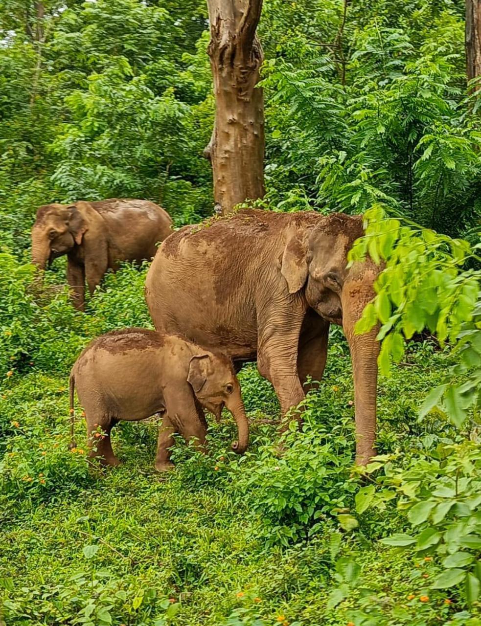Kuruva Shoreline Wayanad Chegāt Exteriér fotografie