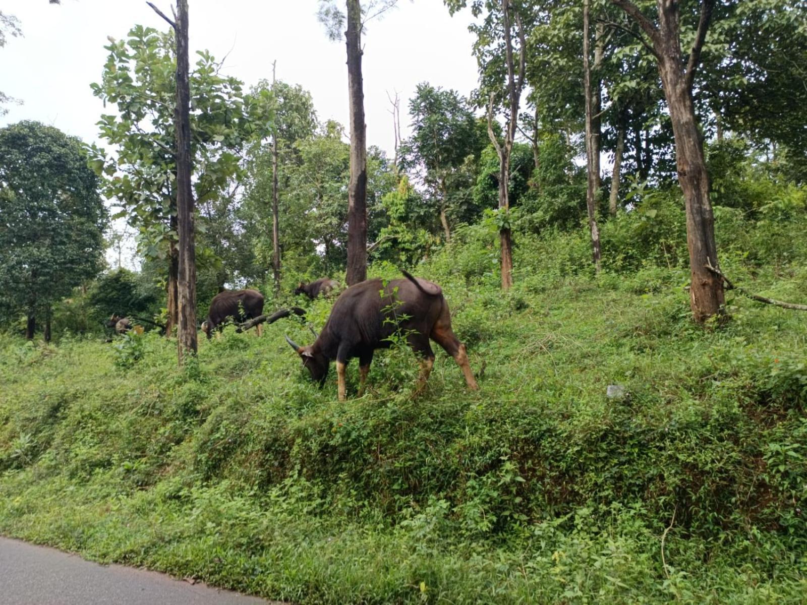 Kuruva Shoreline Wayanad Chegāt Exteriér fotografie