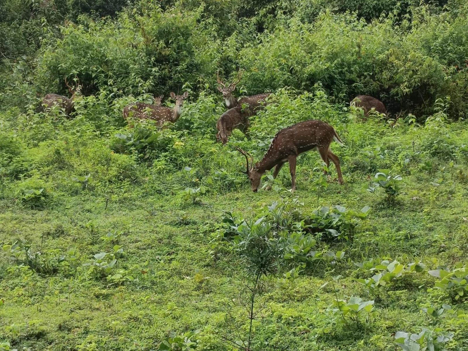 Kuruva Shoreline Wayanad Chegāt Exteriér fotografie