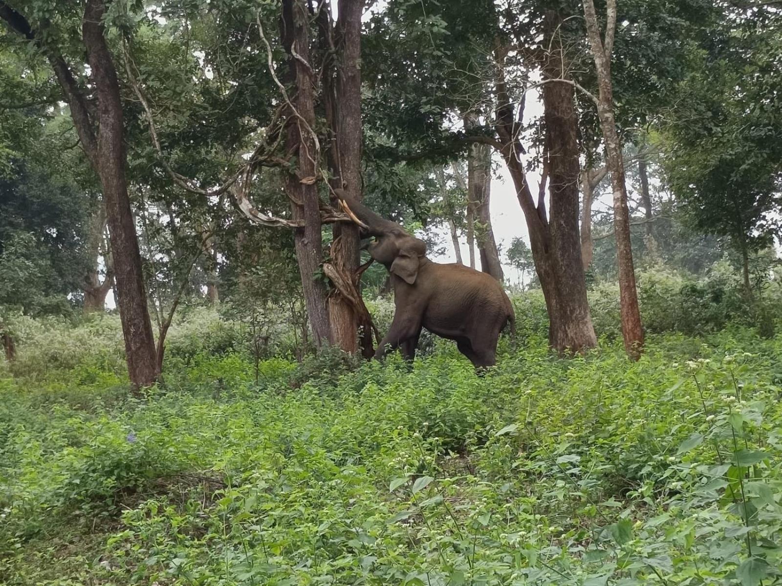 Kuruva Shoreline Wayanad Chegāt Exteriér fotografie